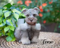 Fraser, a male Miniature Schnauzer for sale in Abbeville, SC – 2 of 9