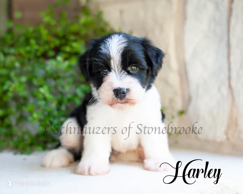 AKC Harley – Miniature Schnauzer puppy for sale in Abbeville, SC