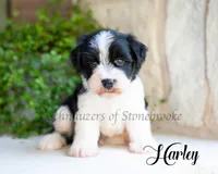AKC Harley, a male Miniature Schnauzer for sale in Abbeville, SC – 1 of 1