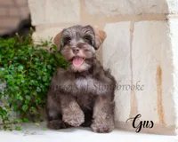 AKC Gus, a male Miniature Schnauzer for sale in Abbeville, SC – 2 of 5