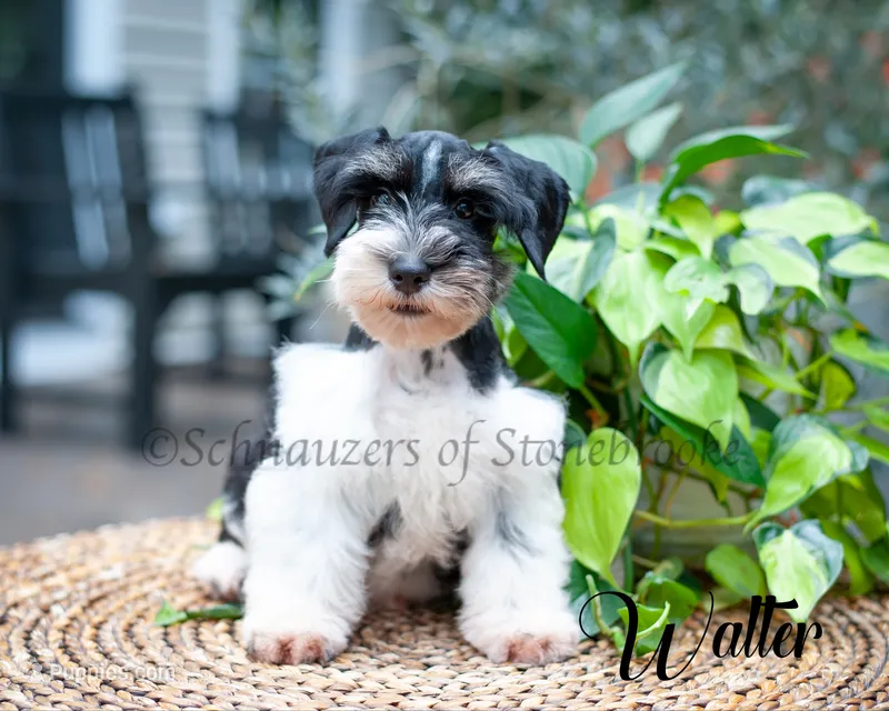 Walter – Miniature Schnauzer puppy for sale in Abbeville, SC