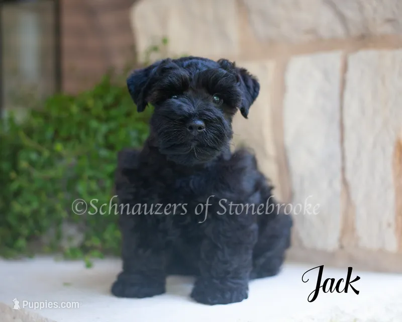 AKC Jack – Miniature Schnauzer puppy for sale in Abbeville, SC