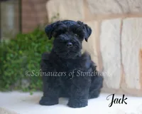 AKC Jack, a male Miniature Schnauzer for sale in Abbeville, SC – 2 of 3