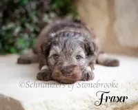 Fraser, a male Miniature Schnauzer for sale in Abbeville, SC – 1 of 1
