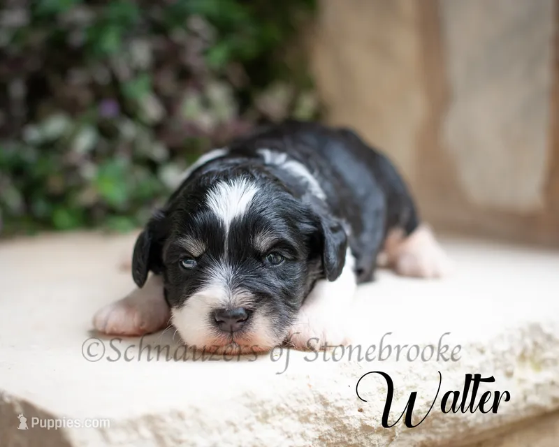 Walter – Miniature Schnauzer puppy for sale in Abbeville, SC