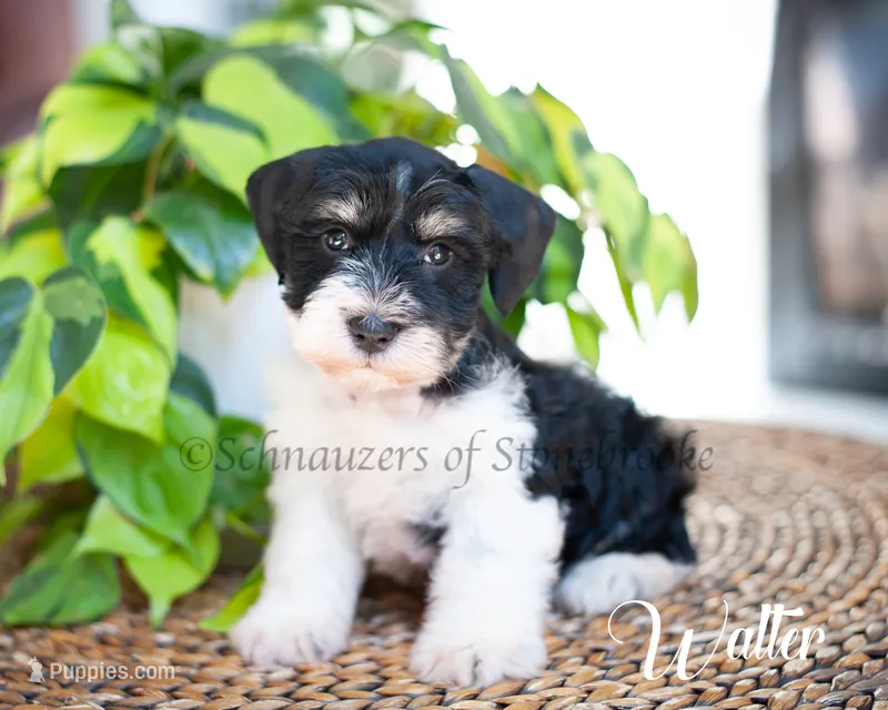 Walter – Miniature Schnauzer puppy for sale in Abbeville, SC