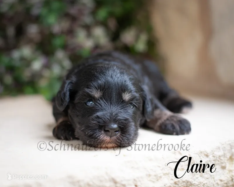 Claire – Miniature Schnauzer puppy for sale in Abbeville, SC