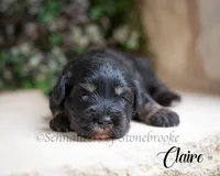 Claire, a female Miniature Schnauzer for sale in Abbeville, SC – 1 of 1