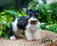 AKC Harley, a male Miniature Schnauzer for sale in Abbeville, SC – 3 of 6