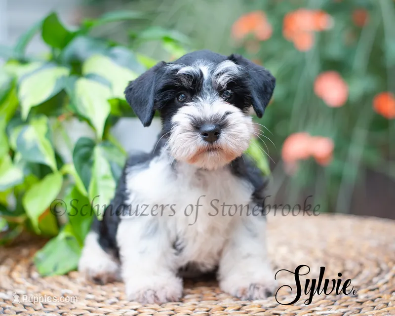 Sylvie – Miniature Schnauzer puppy for sale in Abbeville, SC