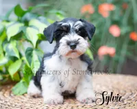 Sylvie, a female Miniature Schnauzer for sale in Abbeville, SC – 1 of 4