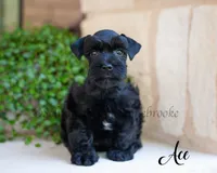 AKC Ace, a male Miniature Schnauzer for sale in Abbeville, SC – 1 of 1