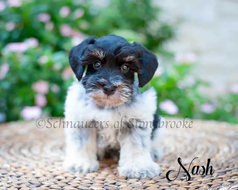 Nash – Miniature Schnauzer puppy for sale in Abbeville, SC