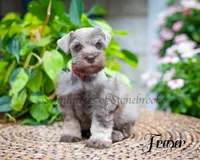 Fraser, a male Miniature Schnauzer for sale in Abbeville, SC – 9 of 9