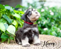 Harry, a female Miniature Schnauzer for sale in Abbeville, SC – 2 of 3