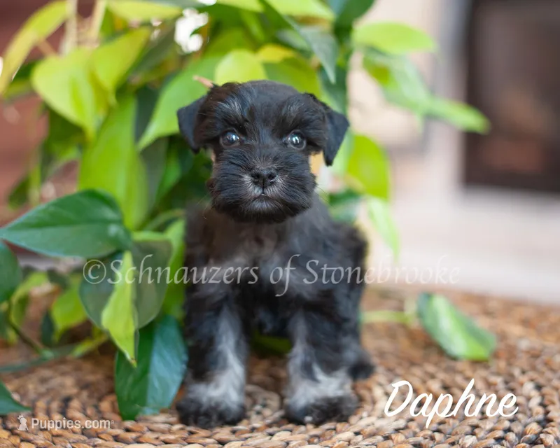 AKC Daphne – Miniature Schnauzer puppy for sale in Abbeville, SC