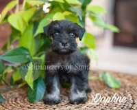 AKC Daphne, a female Miniature Schnauzer for sale in Abbeville, SC – Photo 2 of 2