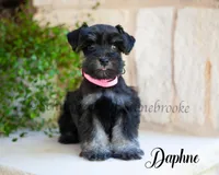 AKC Daphne, a female Miniature Schnauzer for sale in Abbeville, SC – Photo 1 of 2