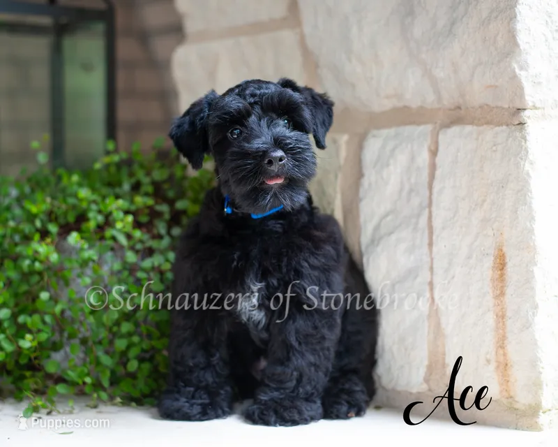 AKC Ace – Miniature Schnauzer puppy for sale in Abbeville, SC