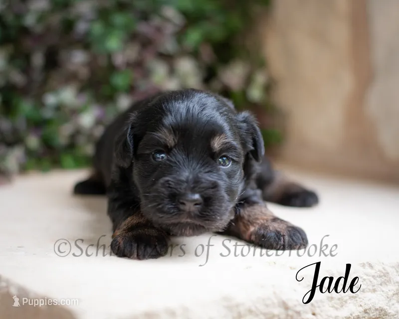Jade – Miniature Schnauzer puppy for sale in Abbeville, SC
