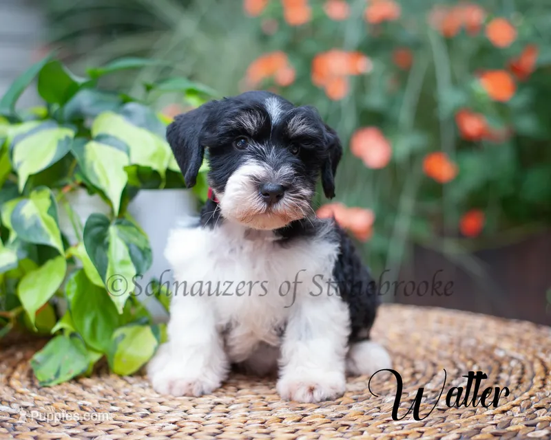 Walter – Miniature Schnauzer puppy for sale in Abbeville, SC