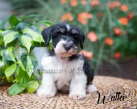 Walter, a male Miniature Schnauzer for sale in Abbeville, SC – 1 of 4