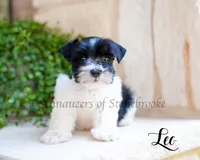 AKC Leo, a male Miniature Schnauzer for sale in Abbeville, SC – 1 of 2