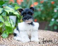 Aurora, a female Miniature Schnauzer for sale in Abbeville, SC – 1 of 4