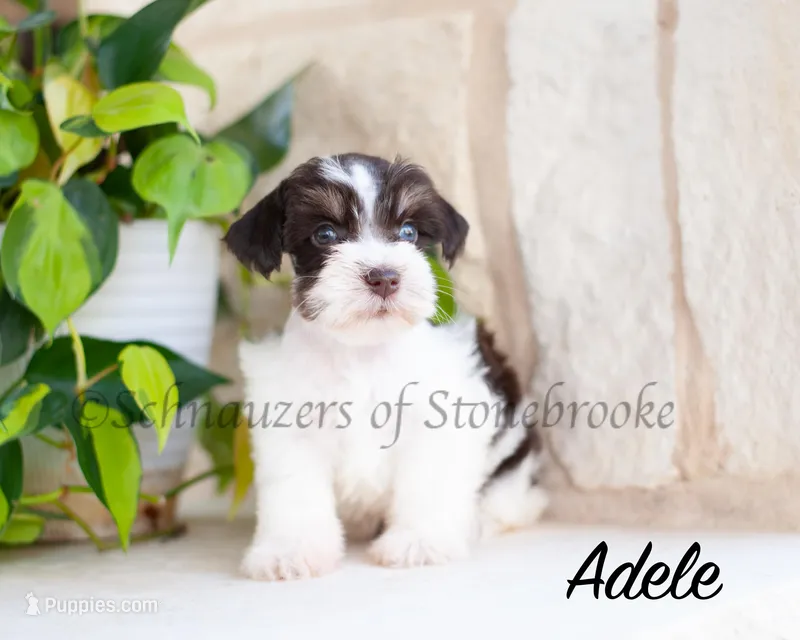 AKC Adele – Miniature Schnauzer puppy for sale in Abbeville, SC