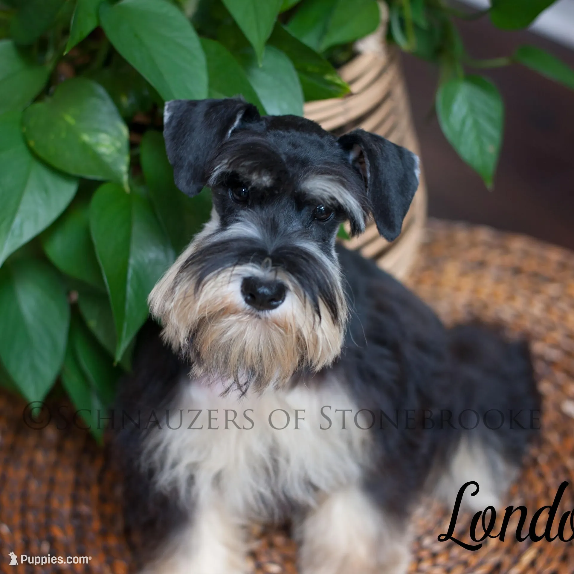 AKC Archie, a male Miniature Schnauzer for sale in Abbeville, SC – Photo 4 of 4