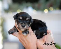 AKC Archie, a male Miniature Schnauzer for sale in Abbeville, SC – Photo 2 of 4