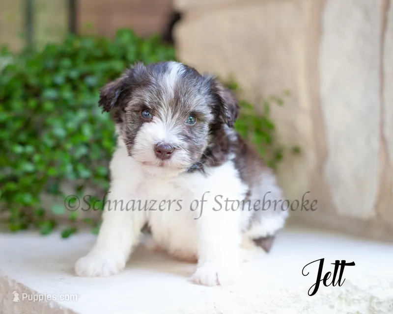AKC Jett – Miniature Schnauzer puppy for sale in Abbeville, SC