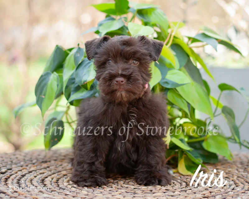 AKC Iris – Miniature Schnauzer puppy for sale in Abbeville, SC