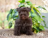 AKC Iris, a female Miniature Schnauzer for sale in Abbeville, SC – Photo 1 of 4