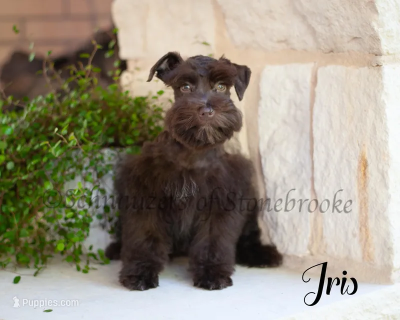 AKC Iris – Miniature Schnauzer puppy for sale in Abbeville, SC