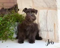 AKC Iris, a female Miniature Schnauzer for sale in Abbeville, SC – Photo 1 of 5
