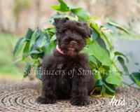 AKC Iris, a female Miniature Schnauzer for sale in Abbeville, SC – Photo 2 of 4
