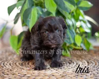 AKC Iris, a female Miniature Schnauzer for sale in Abbeville, SC – Photo 3 of 4