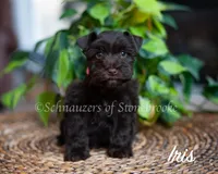 AKC Iris, a female Miniature Schnauzer for sale in Abbeville, SC – Photo 4 of 4
