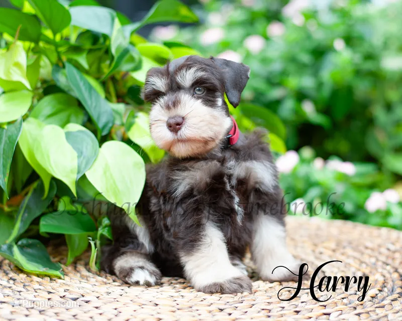 Harry – Miniature Schnauzer puppy for sale in Abbeville, SC