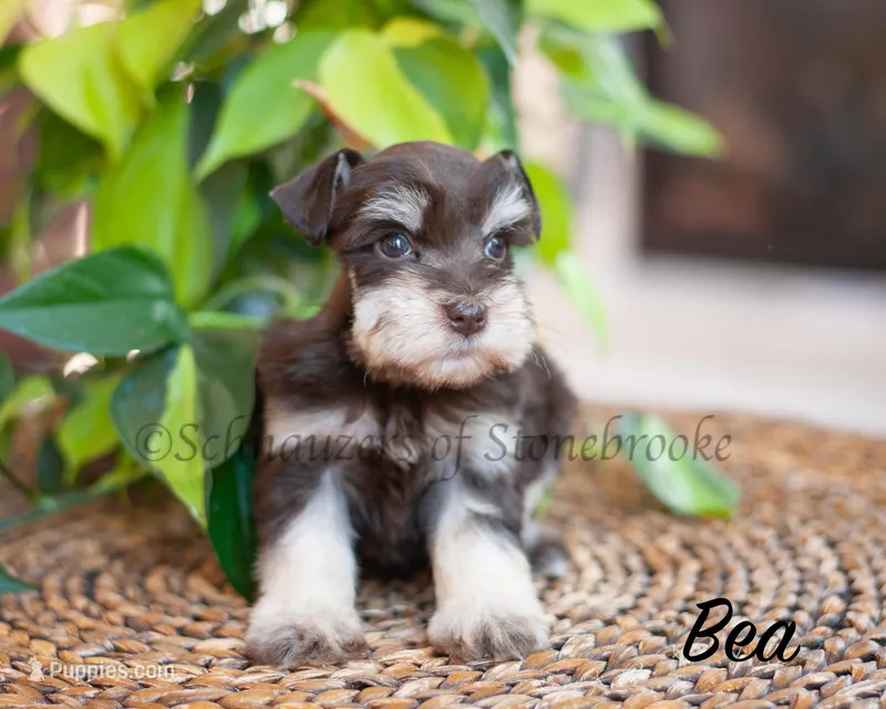 AKC Bea  – Miniature Schnauzer puppy for sale in Abbeville, SC