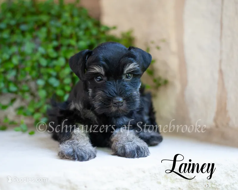 AKC Lainey – Miniature Schnauzer puppy for sale in Abbeville, SC