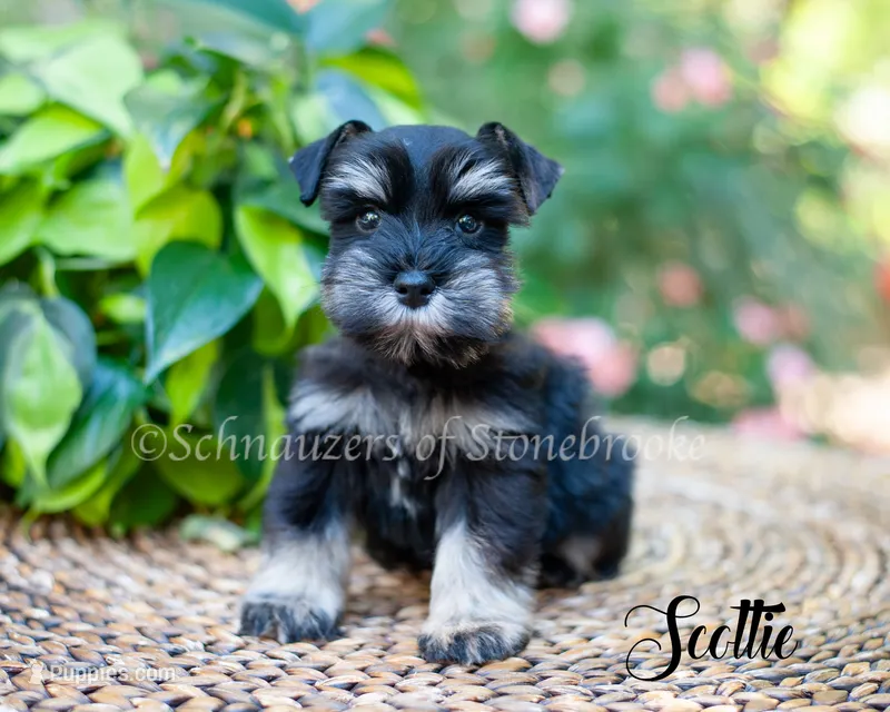 Scottie – Miniature Schnauzer puppy for sale in Abbeville, SC