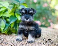 Scottie, a female Miniature Schnauzer for sale in Abbeville, SC – 1 of 2