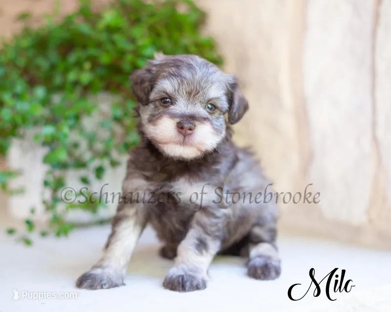 AKC Milo, a male Miniature Schnauzer for sale in Abbeville, SC – Photo 1 of 1