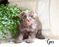 AKC Gus, a male Miniature Schnauzer for sale in Abbeville, SC – 5 of 5