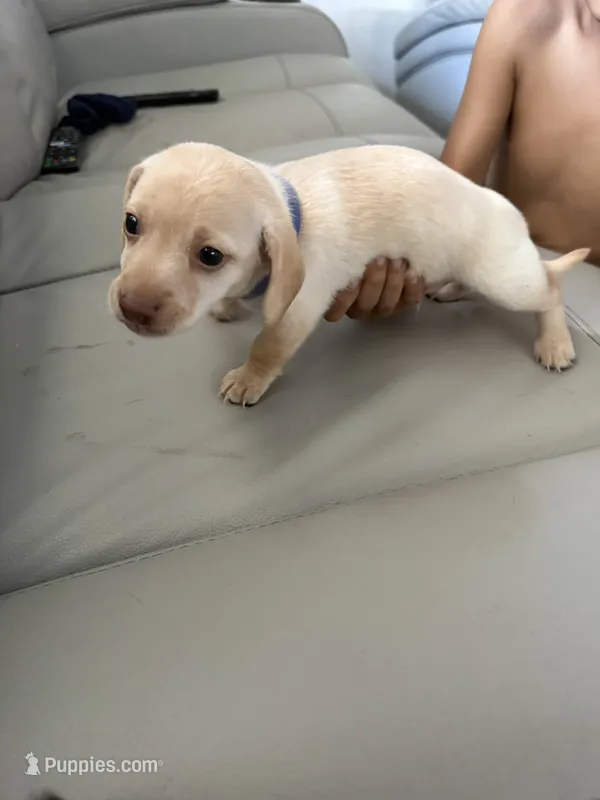 Bluey – Jack Russell Terrier, Miniature Dachshund puppy for sale in Orlando, FL