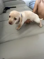 Bluey, a male Jack Russell Terrier and Miniature Dachshund for sale in Orlando, FL – 1 of 1