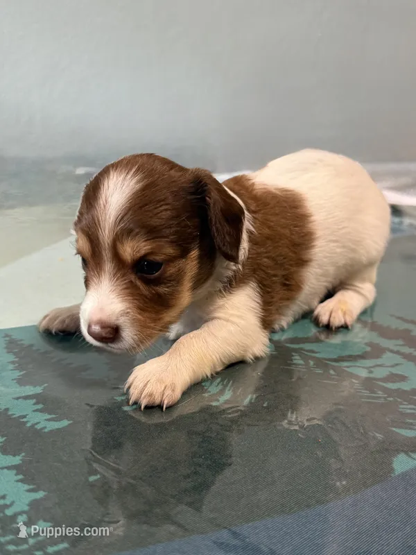 Betsy – Jack Russell Terrier, Miniature Dachshund puppy for sale in Orlando, FL