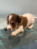 Betsy, a female Jack Russell Terrier and Miniature Dachshund for sale in Orlando, FL – 1 of 2